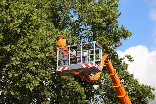 How Our Tree Care Process Works  in  Mantachie, MS